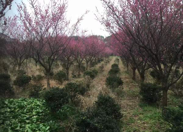 红梅种植基地