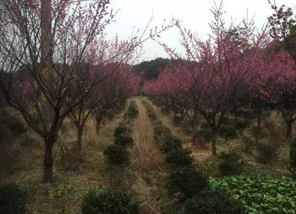 红梅种植基地