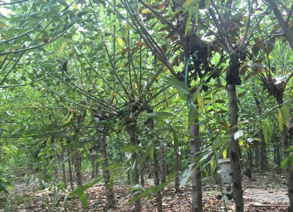 红梅种植基地