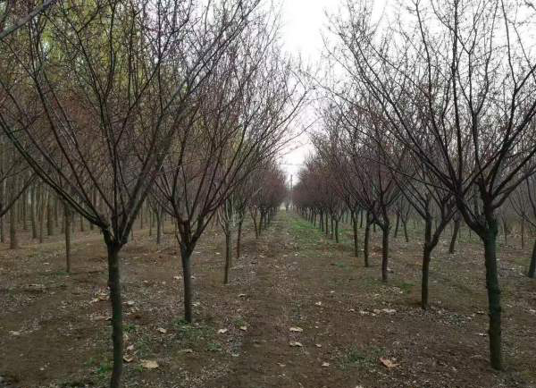 红梅种植基地