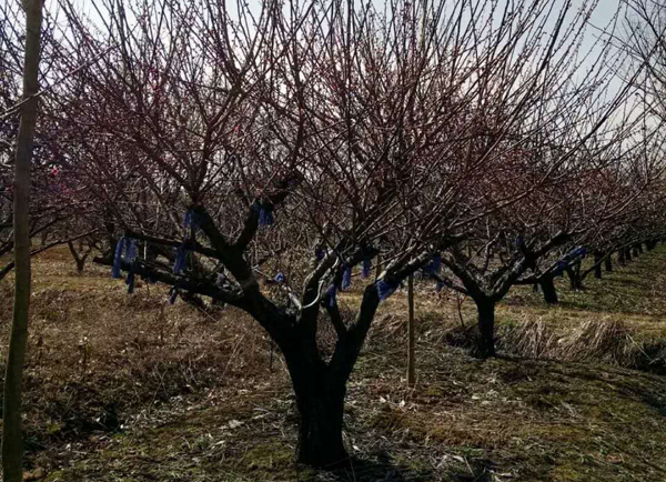 红梅种植基地