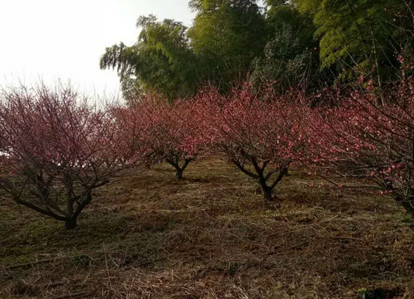 红梅种植基地