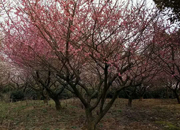 红梅种植基地