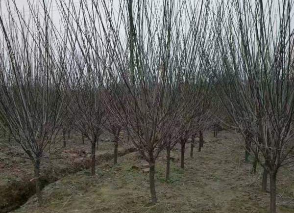 红梅种植基地