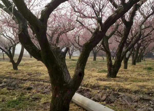 红梅种植基地